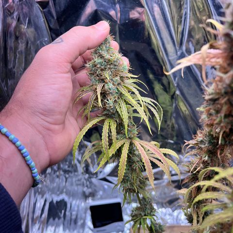 Preenseeds 2 geração  growlog timeline photo