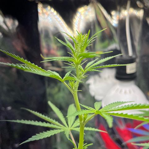 Preenseeds 2 geração  growlog timeline photo