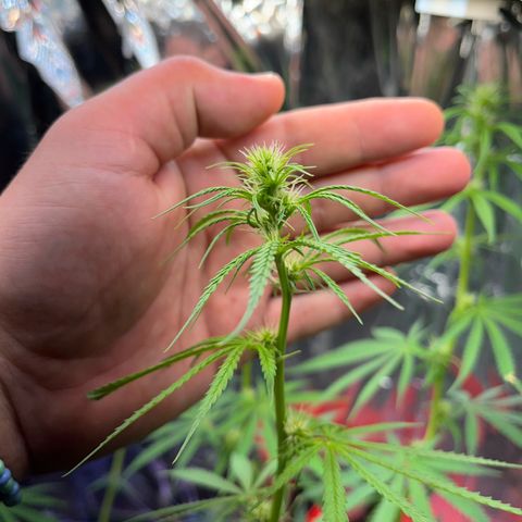 Preenseeds 2 geração  growlog timeline photo