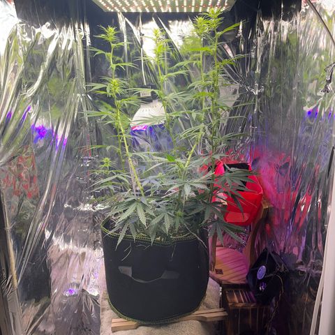 Preenseeds 2 geração  growlog timeline photo