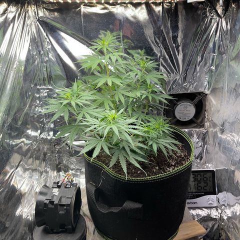 Preenseeds 2 geração  growlog timeline photo