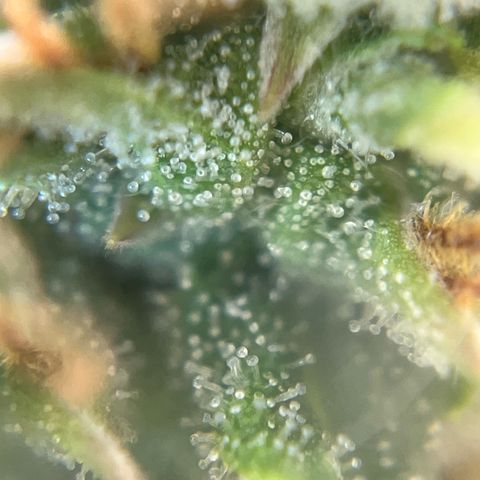 Preenseeds 2 geração  growlog timeline photo