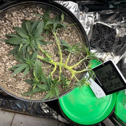 Preenseeds 2 geração  growlog timeline photo