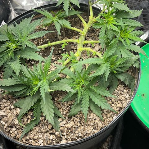Preenseeds 2 geração  growlog timeline photo