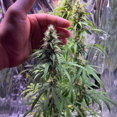 Preenseeds 2 geração  growlog timeline photo