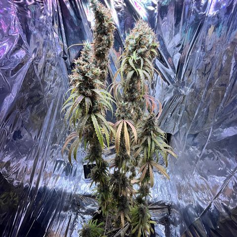 Preenseeds 2 geração  growlog timeline photo