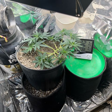 Preenseeds 2 geração  growlog timeline photo