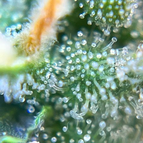 Preenseeds 2 geração  growlog timeline photo