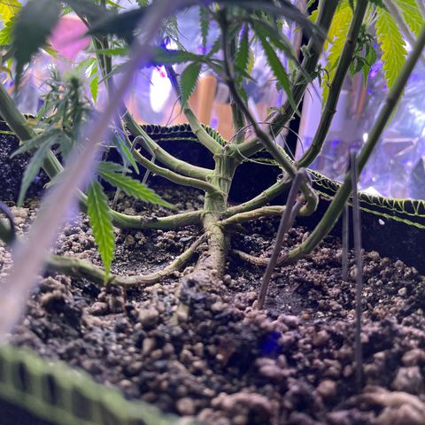 Preenseeds 2 geração  growlog timeline photo