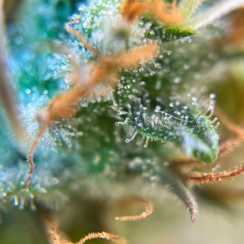 Preenseeds 2 geração  growlog timeline photo