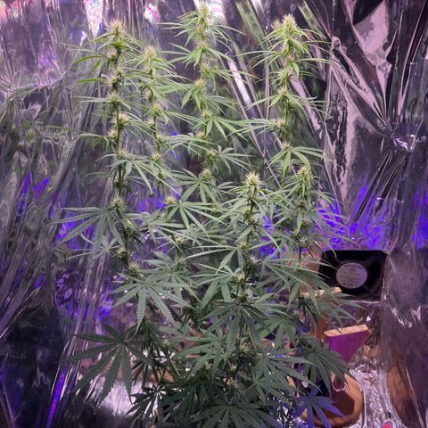 Preenseeds 2 geração  growlog timeline photo