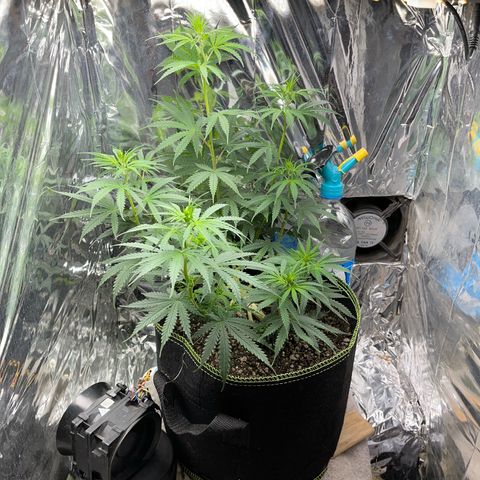 Preenseeds 2 geração  growlog timeline photo