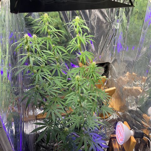 Preenseeds 2 geração  growlog timeline photo