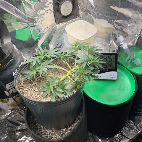 Preenseeds 2 geração  growlog timeline photo