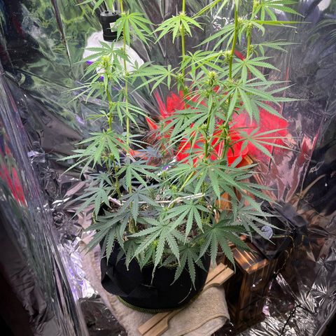 Preenseeds 2 geração  growlog timeline photo