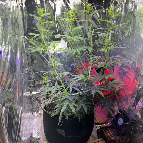 Preenseeds 2 geração  growlog timeline photo