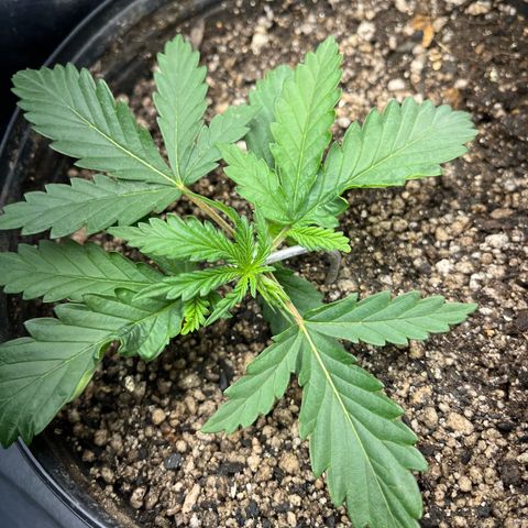 Preenseeds 2 geração  growlog timeline photo