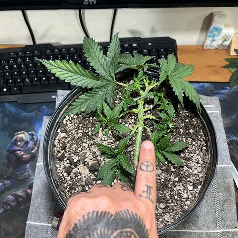 Preenseeds 2 geração  growlog timeline photo