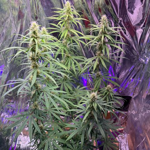 Preenseeds 2 geração  growlog timeline photo