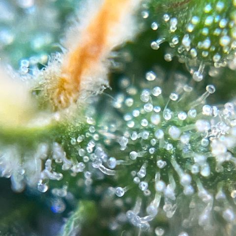 Preenseeds 2 geração  growlog timeline photo