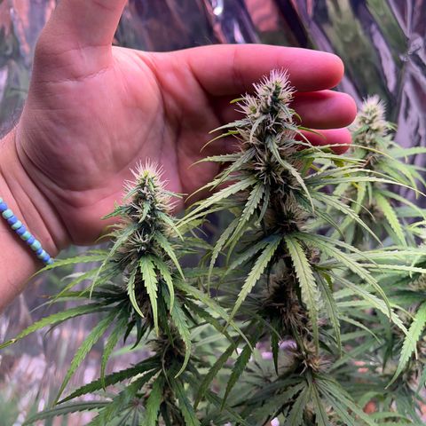 Preenseeds 2 geração  growlog timeline photo