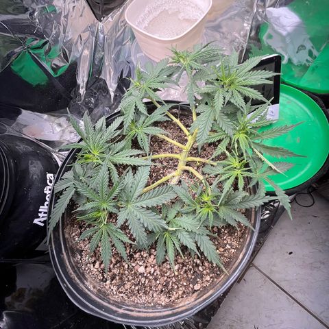 Preenseeds 2 geração  growlog timeline photo