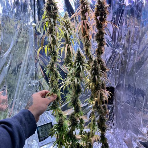 Preenseeds 2 geração  growlog timeline photo