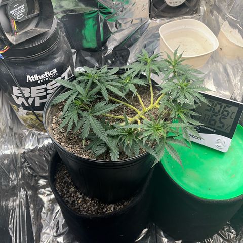 Preenseeds 2 geração  growlog timeline photo