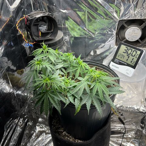 Preenseeds 2 geração  growlog timeline photo