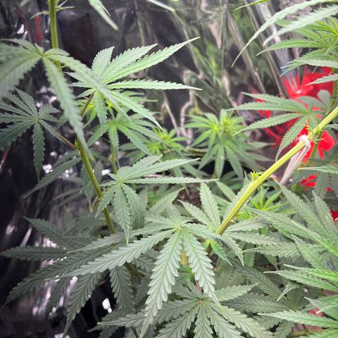 Preenseeds 2 geração  growlog timeline photo