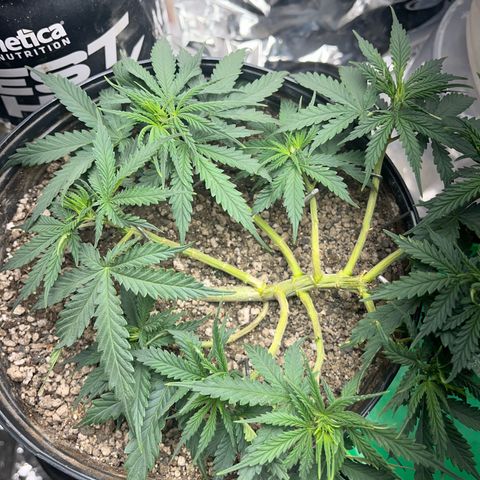 Preenseeds 2 geração  growlog timeline photo