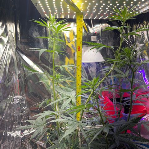 Preenseeds 2 geração  growlog timeline photo