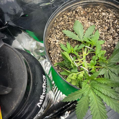 Preenseeds 2 geração  growlog timeline photo