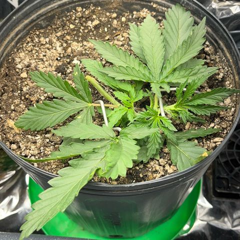Preenseeds 2 geração  growlog timeline photo
