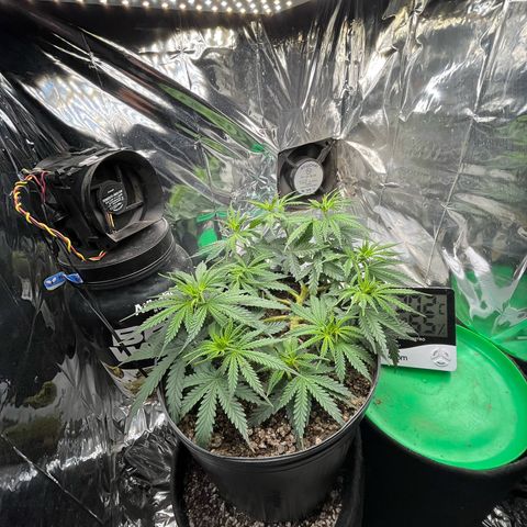 Preenseeds 2 geração  growlog timeline photo