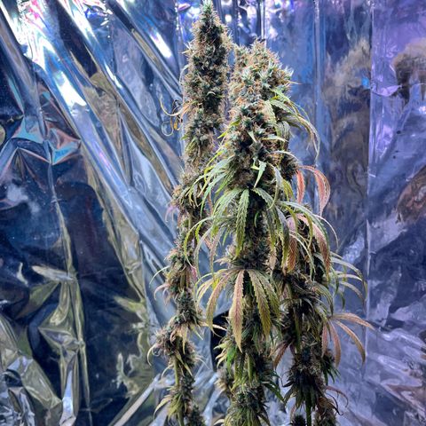 Preenseeds 2 geração  growlog timeline photo