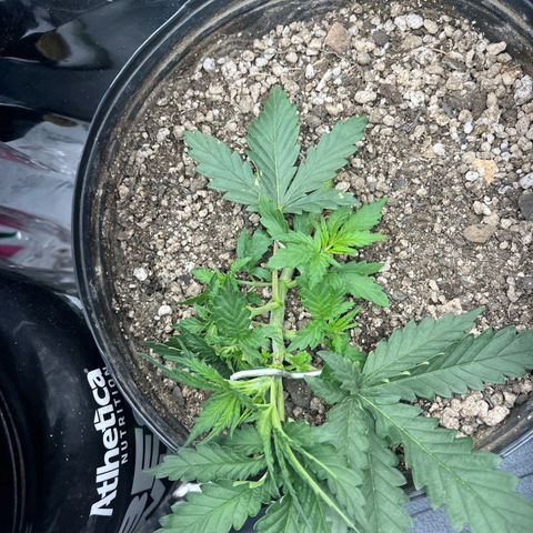 Preenseeds 2 geração  growlog timeline photo