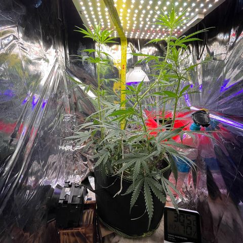 Preenseeds 2 geração  growlog timeline photo