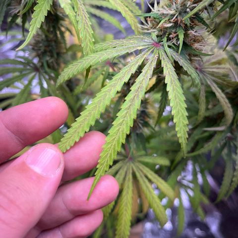 Preenseeds 2 geração  growlog timeline photo