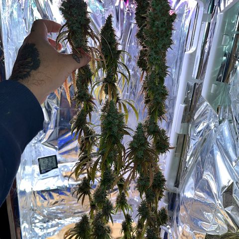 Preenseeds 2 geração  growlog timeline photo