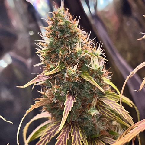 Preenseeds 2 geração  growlog timeline photo