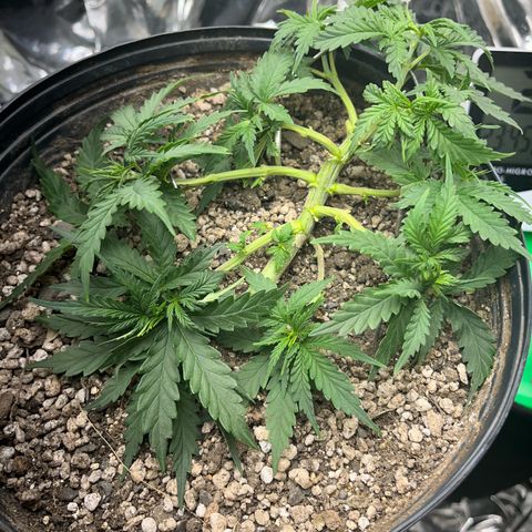 Preenseeds 2 geração  growlog timeline photo