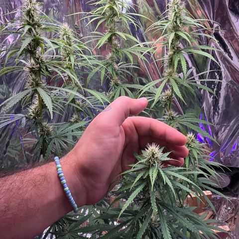 Preenseeds 2 geração  growlog timeline photo