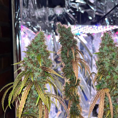 Preenseeds 2 geração  growlog timeline photo