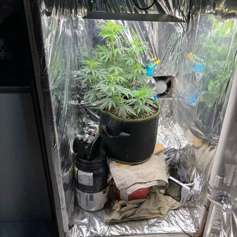 Preenseeds 2 geração  growlog timeline photo