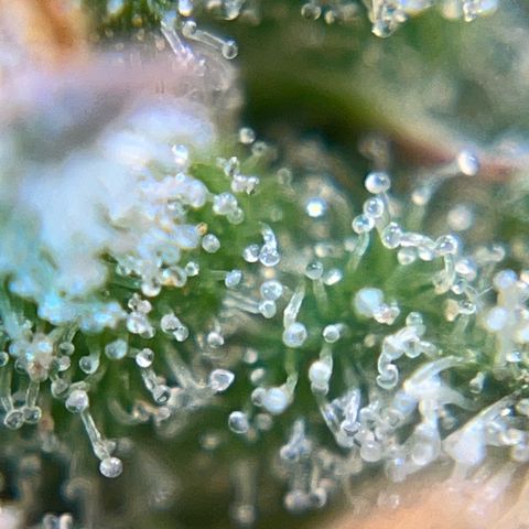 Preenseeds 2 geração  growlog timeline photo
