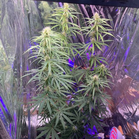 Preenseeds 2 geração  growlog timeline photo
