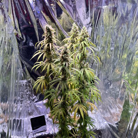 Preenseeds 2 geração  growlog timeline photo