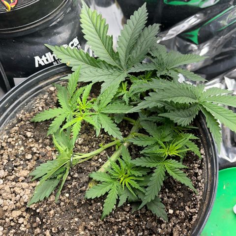 Preenseeds 2 geração  growlog timeline photo