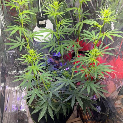 Preenseeds 2 geração  growlog timeline photo